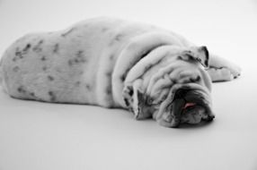 Bulldog monochrome foto