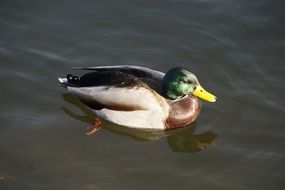 Mallard drake on dark Water