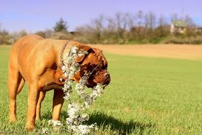 Dogue de Bordeaux gnaws a white wild flower