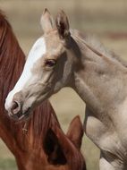 Horse Palomino