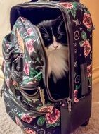 fluffy luggage