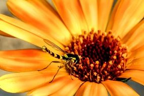 Flowers and Insect