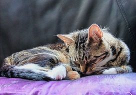 the kitten is lying on a purple bedspread