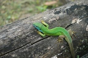 beautiful and cute green Lizard on wood