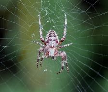 spider on a web on a blurred background