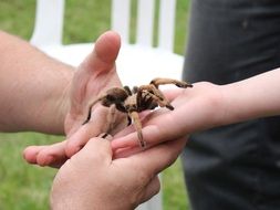 dangerous tarantula on hands close up