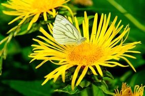 white butterfly sits on a yellow flower