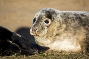 fur seals in the wild close-up