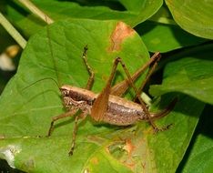 brown grasshopper on a plant with large leaves close up