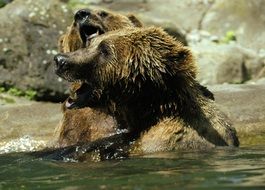 portrait of funny brown bears in the zoo