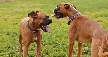 two young boxer dogs in Good Aiderbichl