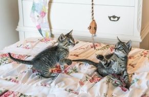 kittens playing on the pillow