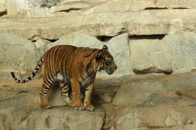 deliciously beautiful Tiger in Zoo