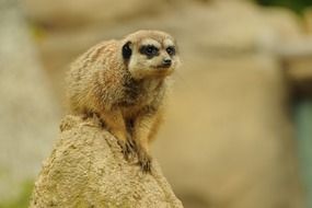 meerkat on a pile of sand in the zoo
