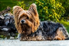 portrait of little yorkshire terrier dog