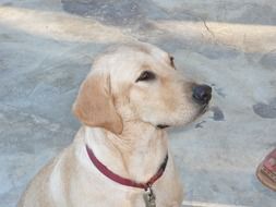 dog breed Labrador