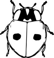 drawing of a beetle in black and white