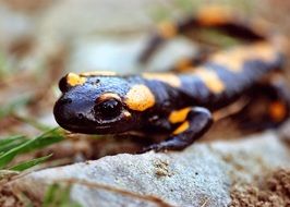 Salamander Amphibian