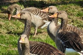 domestic grey geese