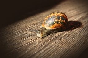 tiger snail is crawling on the bench