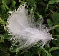 light feather on green grass