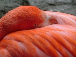 macro photo of pink flamingo cleans feathers