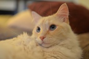 red domestic cat with blue eyes