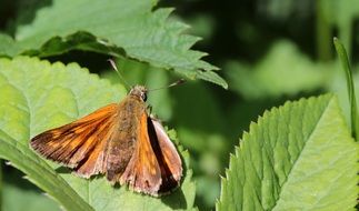 brown butterfly sits on a green leaf