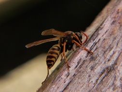 wasp on a tree trunk