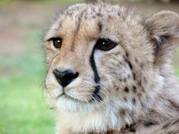 Spotted wild cheetah close-up on blurred background