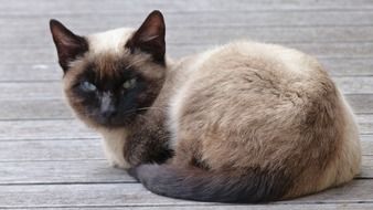 Siamese kitten on a wooden terrace