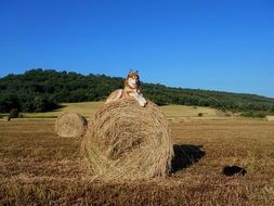 furry husky on a haystack