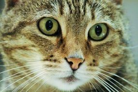 brown tabby cat face