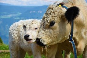 Calf and cow