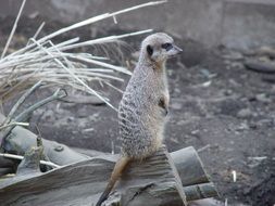 cute standing meerkat