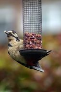 spotted woodpecker near the feeders
