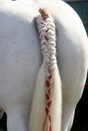Photo of Ponytail