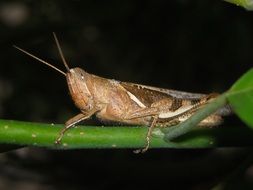 grasshopper on the green branch