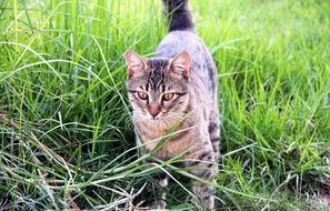 fluffy home kitten is walking on a green meadow