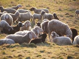 a flock of sheep in a pasture on a farm