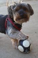 small Dog with Football