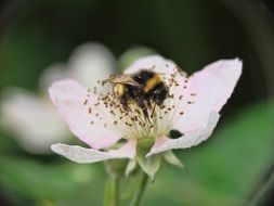 bee pollinates a white flower