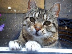 tabby cat with begging eyes stands on its hind legs