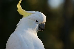 portrait of a sulphur crested cockatoo