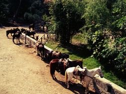 horses at the stall