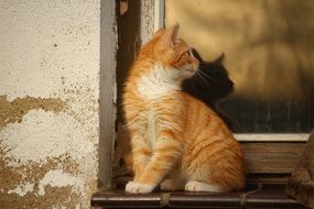 Young Cat on a window
