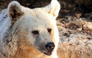grizzly bear in the wild