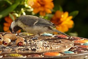 great tit eating seeds