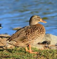 female mallard Duck in front of water
