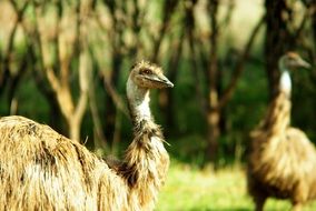 two ostrich in the reserve